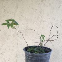 Pycnanthemum californicum, Mountain Mint