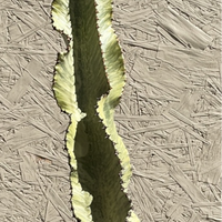 Euphorbia ammak variegated