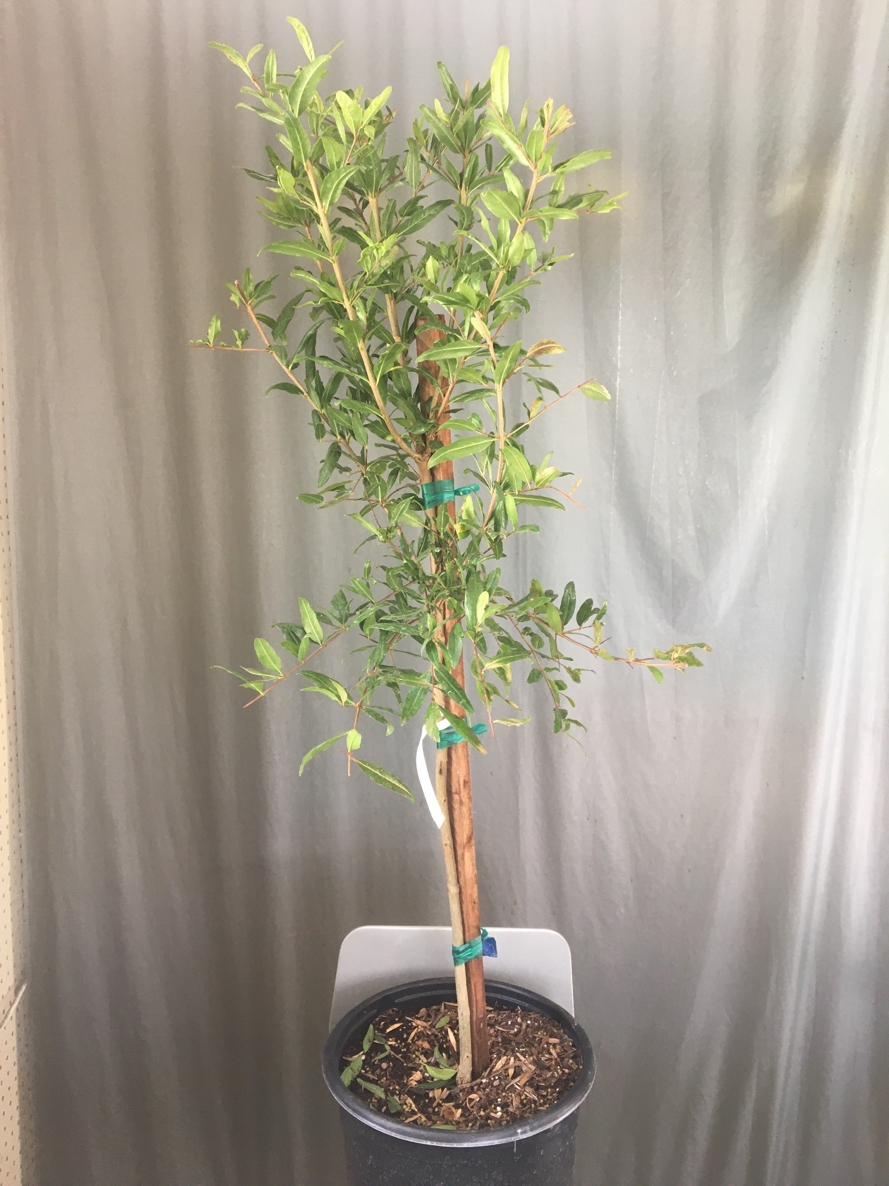 pomegranate plant in pot Pomegranate Wonderful – Plant Material
