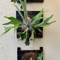 Platycerium bifurcatum mounted (staghorn fern)