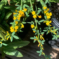 plant material shot