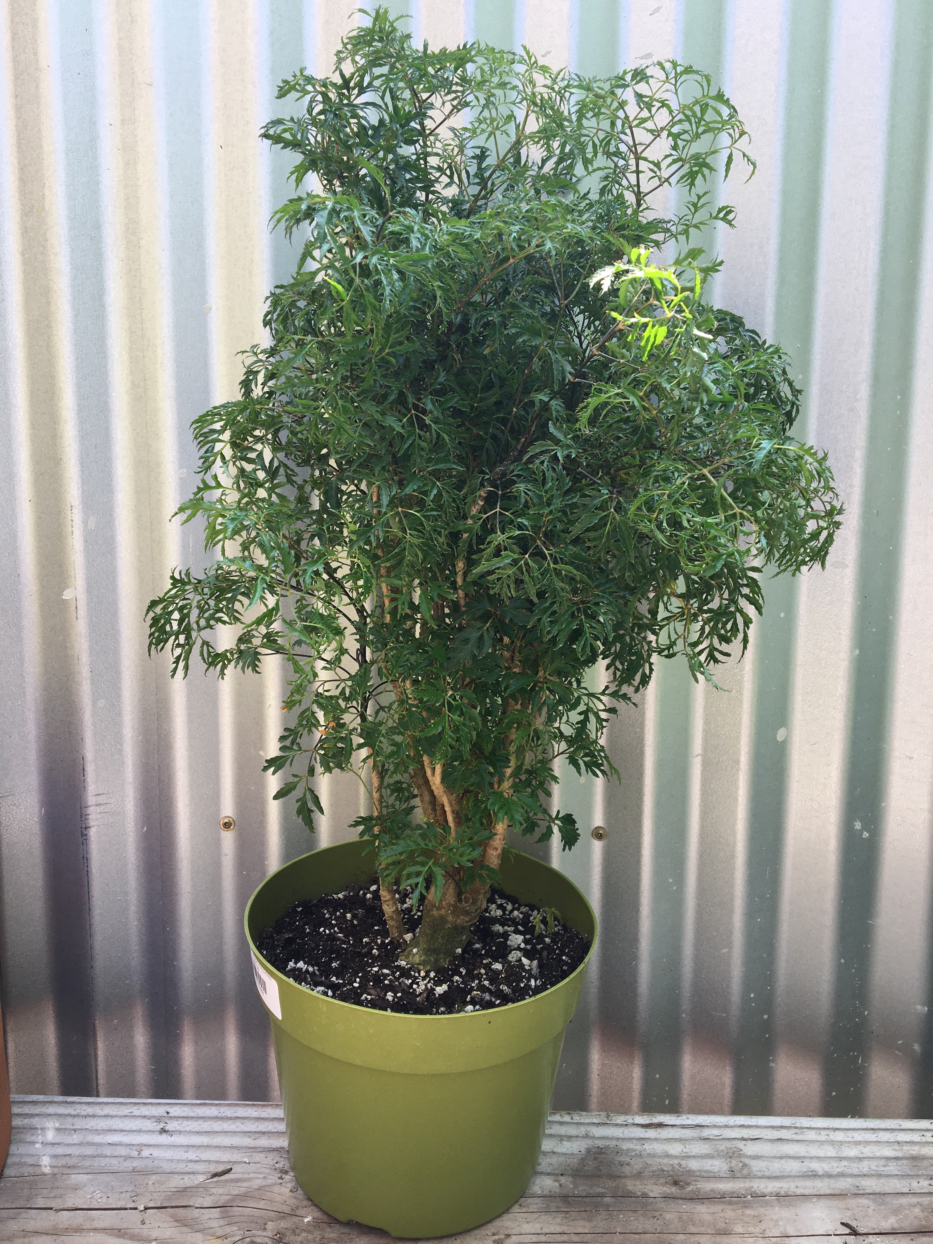 aralia plant indoor Polyscias fruticosa (ming aralia)