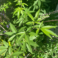 Vitex agnus-castus (chaste tree)