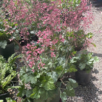 Heuchera 'Wendy' Pink Flowers