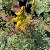 plant material shot