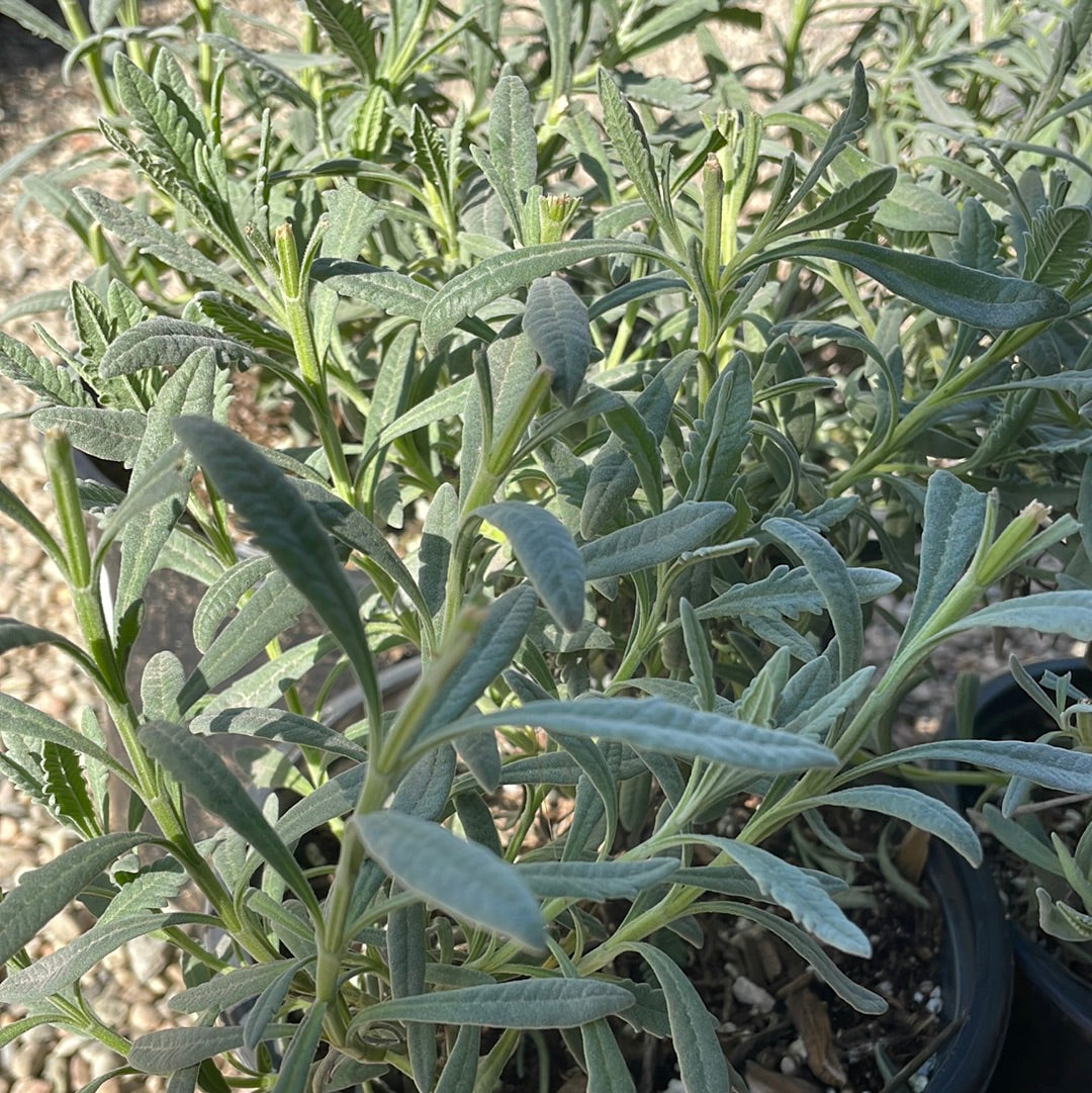 Lavandula 'Goodwin Creek' – Plant Material
