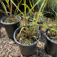 Organic Cymbopogon citratus- Lemongrass