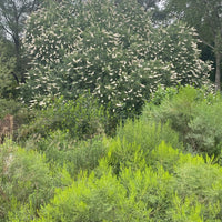 plant material shot
