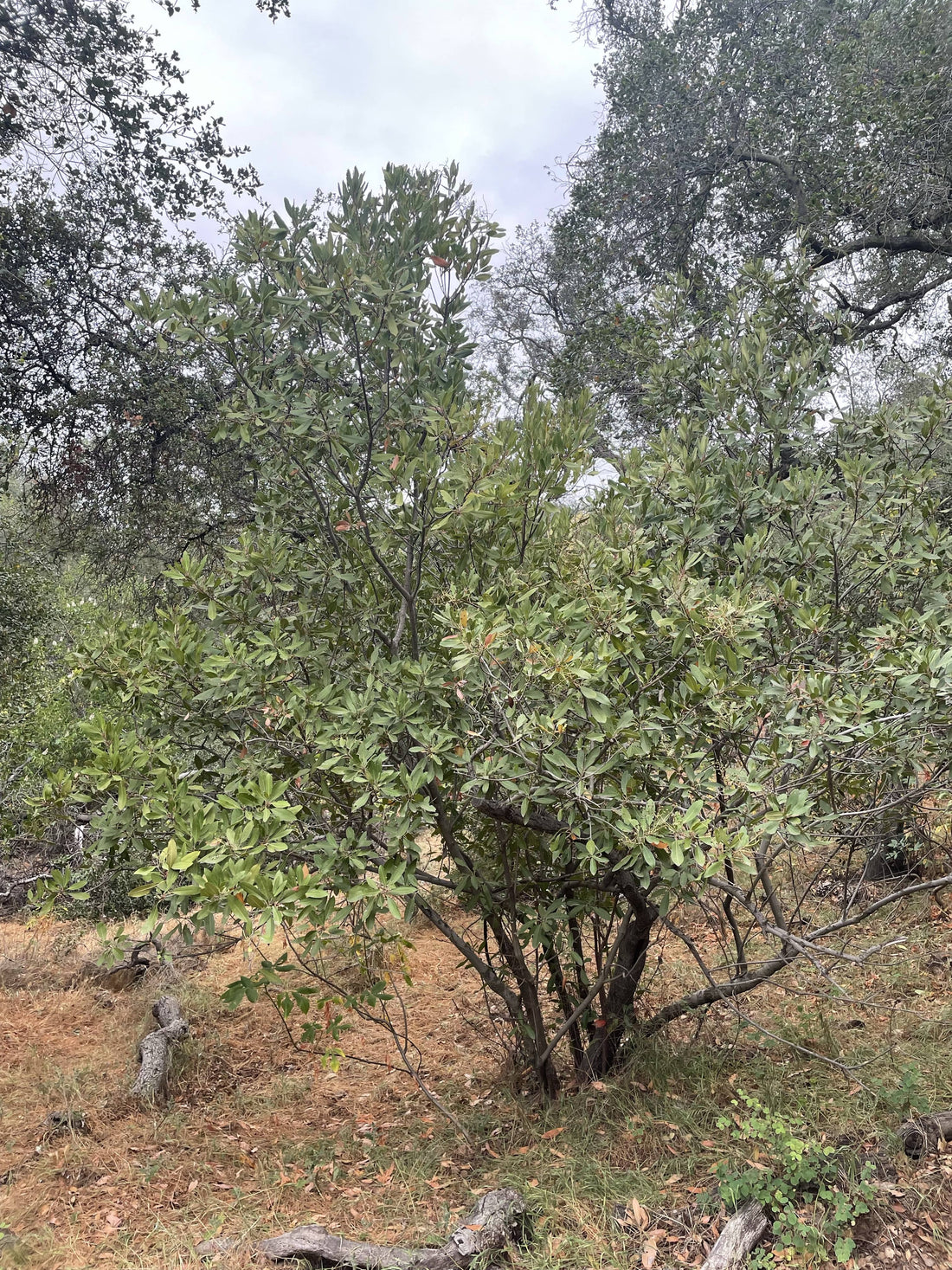 Heteromeles arbutifolia, Toyon Mature in Nature by Plant Mateiral