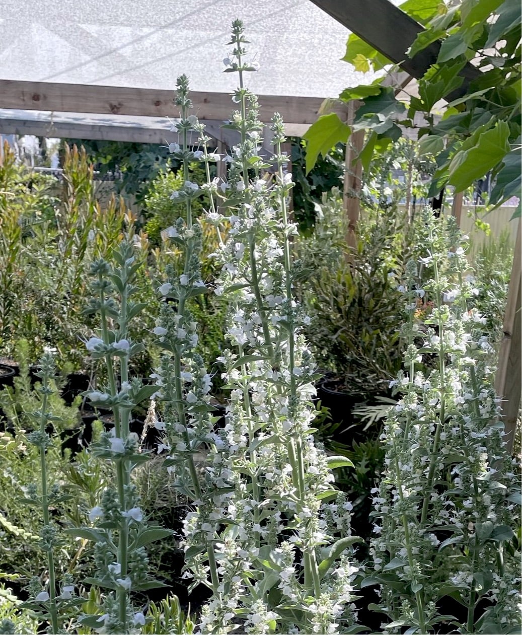 Salvia apiana, white sage white flowers
