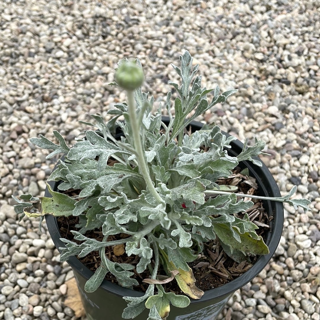 Baileya multiradiata, Desert Marigold Blooming