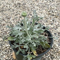 Baileya multiradiata, Desert Marigold Blooming