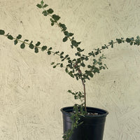 Ceanothus crassifolius, Hoaryleaf Ceanothus