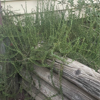 Eriogonum fasciculatum ‘Theodore Payne’