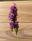 Organic Lemon Bee Balm - Please call shop for availability