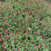 plant material shot