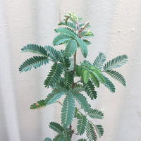 Calliandra eriophylla