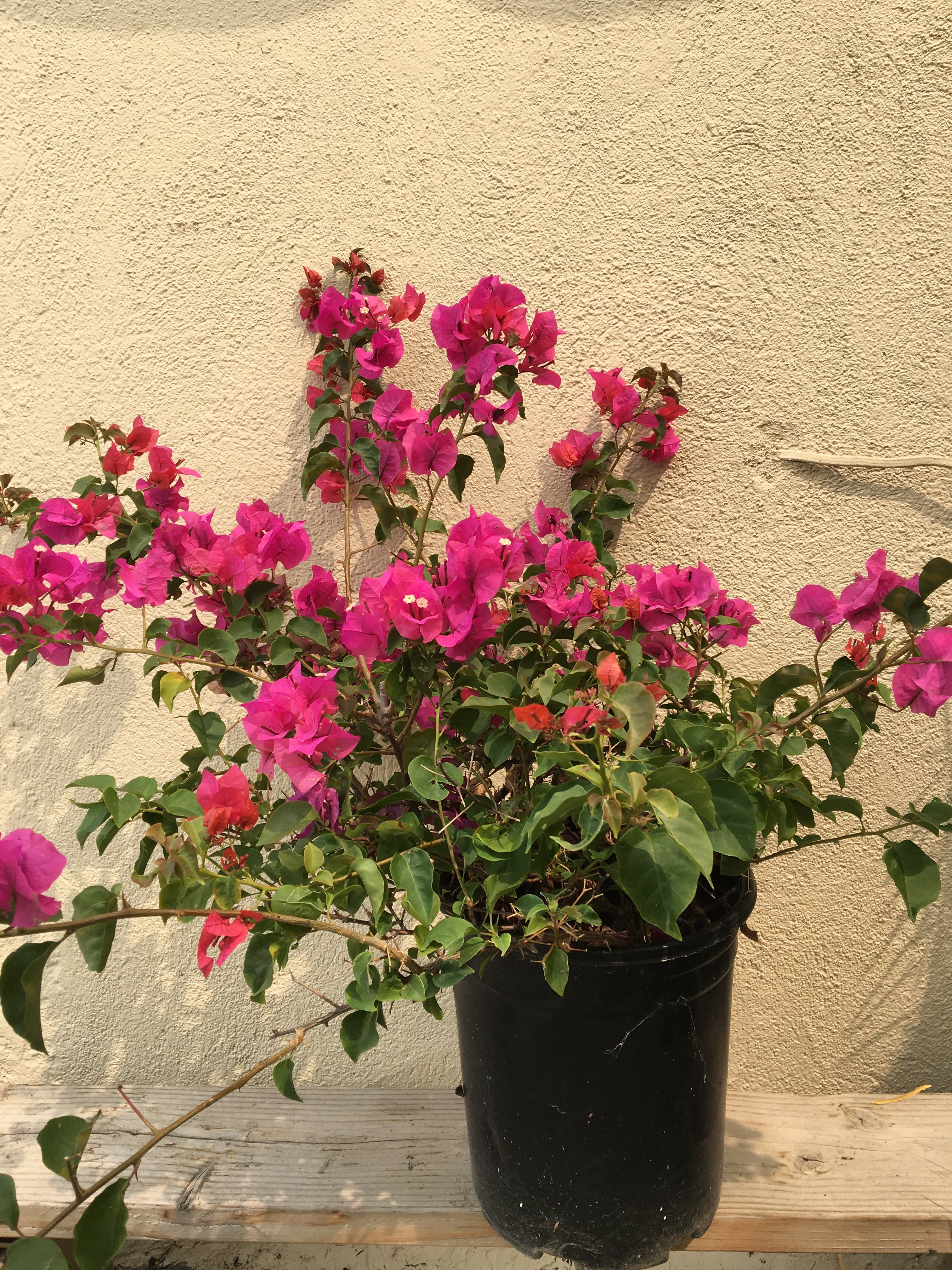 bougainvillea plant online Bougainvillea – Plant Material