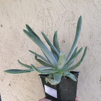 Dudleya virens ssp. insularis