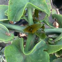 Kalanchoe beharensis 'Furless'
