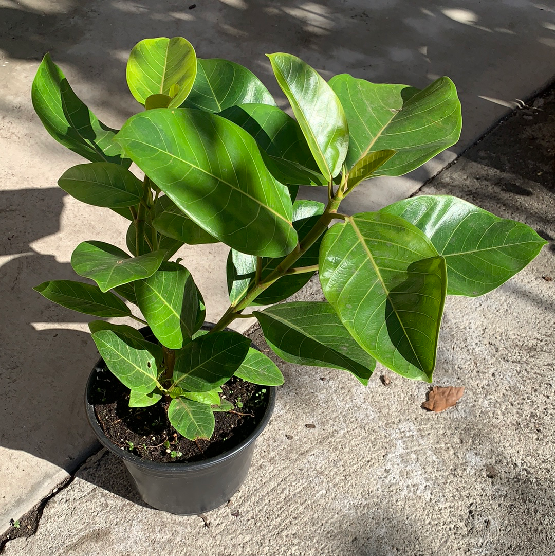 ficus altissima varieties Ficus altissima