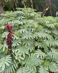Melianthus major