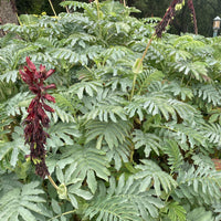 Melianthus major