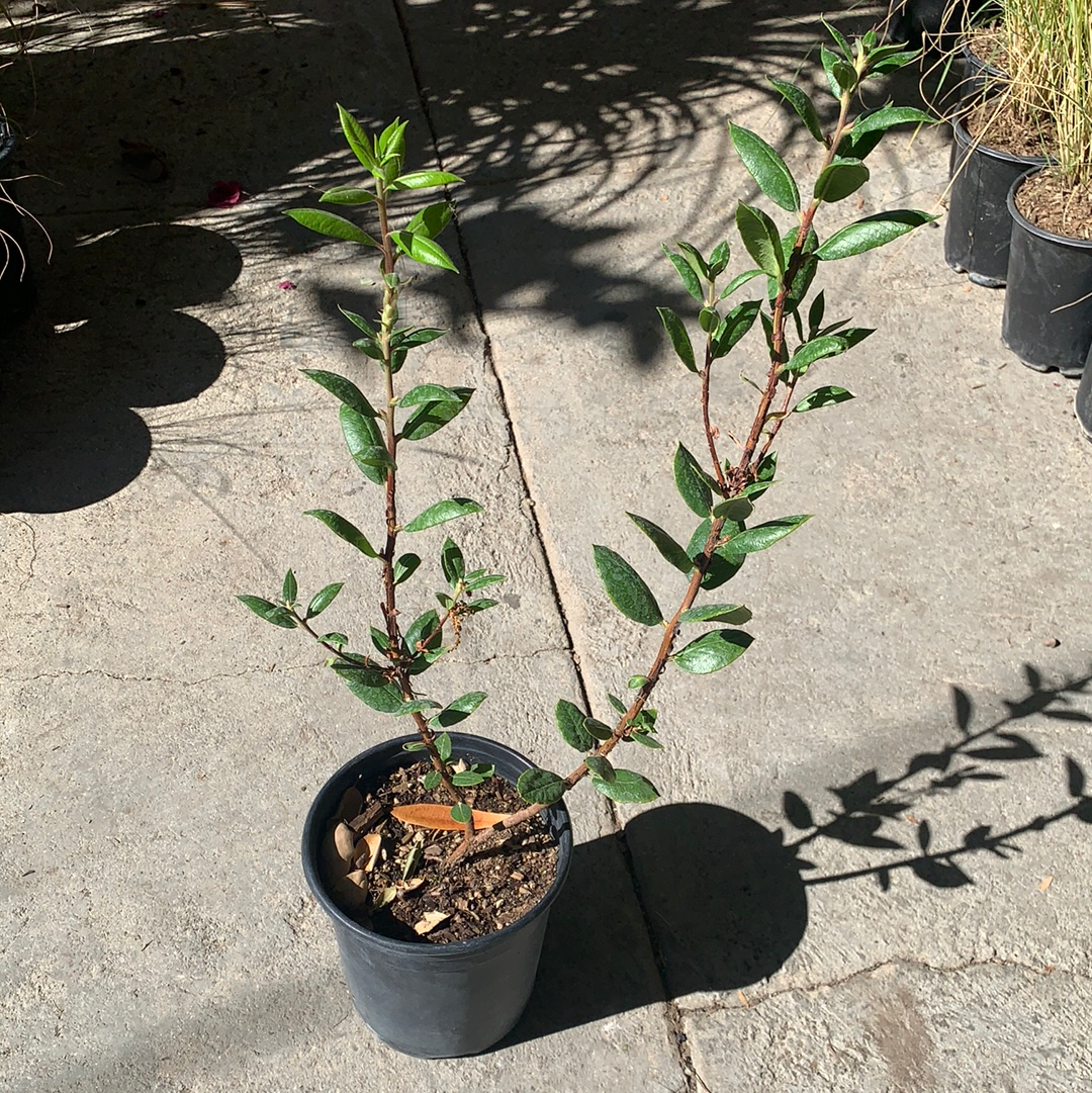 Xylococcus bicolor, Mission Manzanita – Plant Material