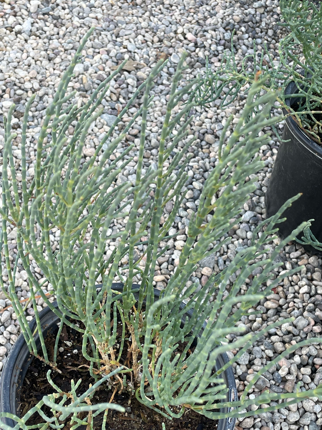 Salicornia pacifica, Pickleweed