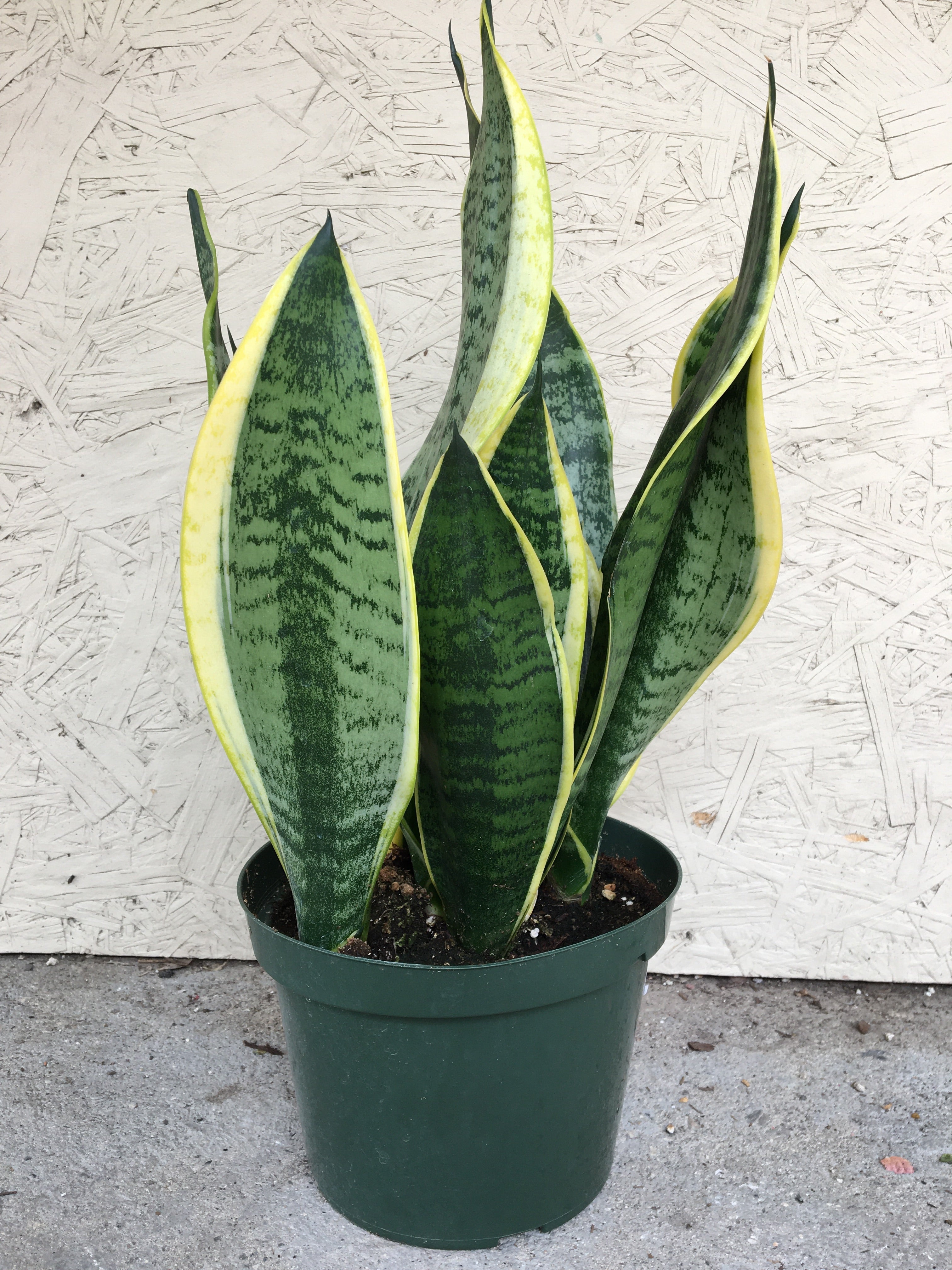 plant with snake like leaves Sansevieria trifasciata Black Gold Broad Leaf (snake plant)