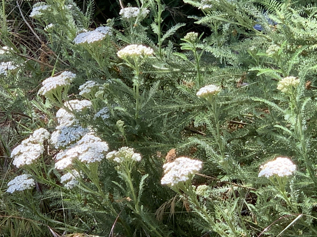 Achillea millefolium, Common yarrow Flowers and Foliage by Plant Material