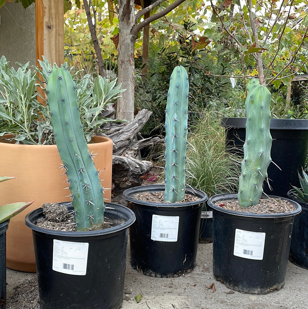 Myrtillocactus geometrizans