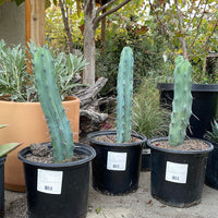 Myrtillocactus geometrizans