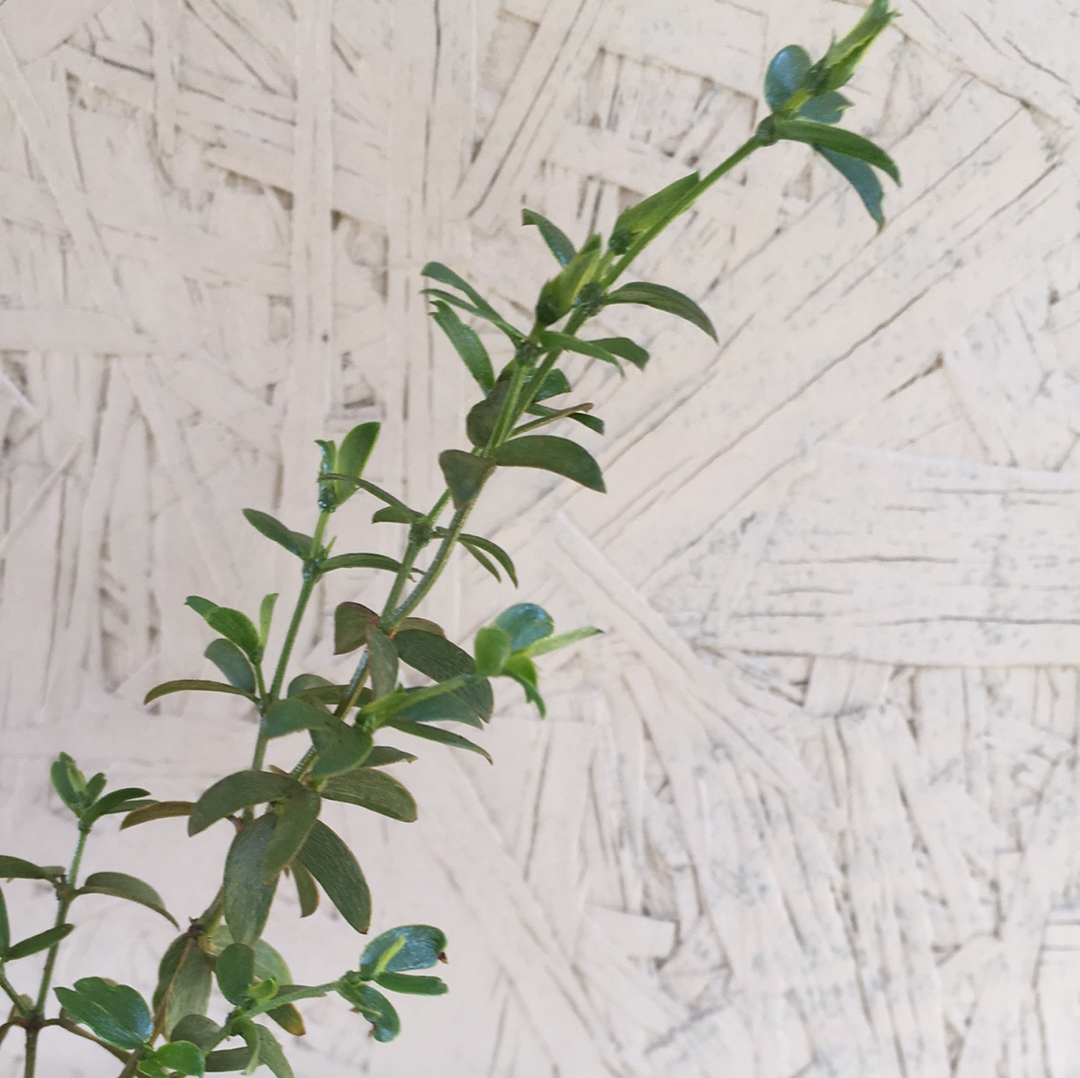 Larrea tridentata