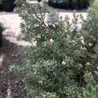 Westringia fruticosa ‘Smokey’, Smokey - Coast Rosemary