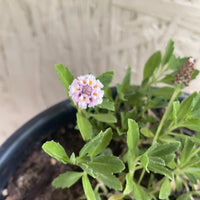 Phyla nodiflora, Common Lippia Flower