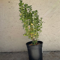 Baccharis pilularis, Coyote bush