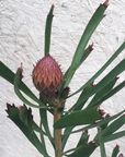 Leucospermum Tango