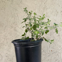 Solanum xantii 'Mountain Pride'