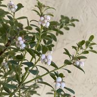 Arctostaphylos pumila, Sandmat Manzanita