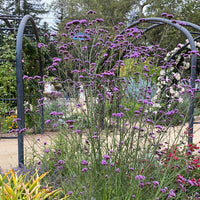 Verbena bonariensis 'Lollipop'