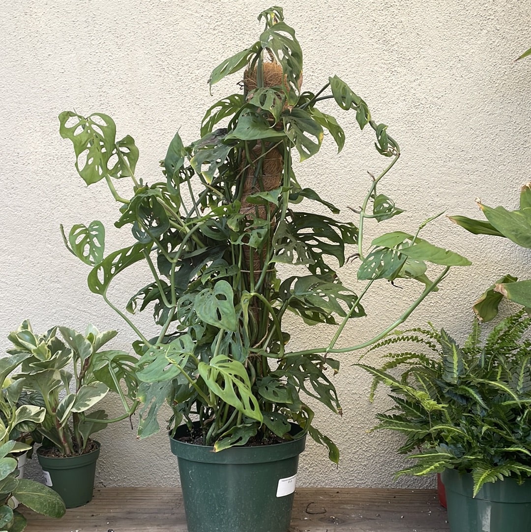 monstera swiss cheese plants Philodendron adansonii 'Swiss Cheese'