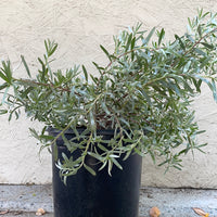 Leucadendron meridianum More Silver