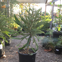 Banksia prionotes
