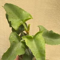 Kalanchoe beharensis v. subnuda