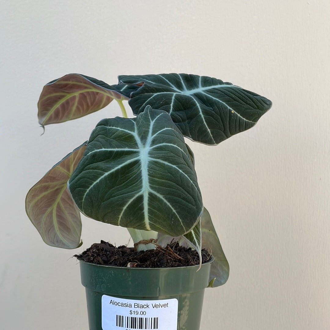 Alocasia Black Velvet – Plant Material