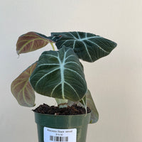 Alocasia Black Velvet