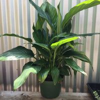 Spathiphyllum (peace lily)