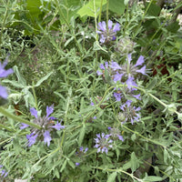 Salvia 'Allen Chickering' purple flowers and foliage