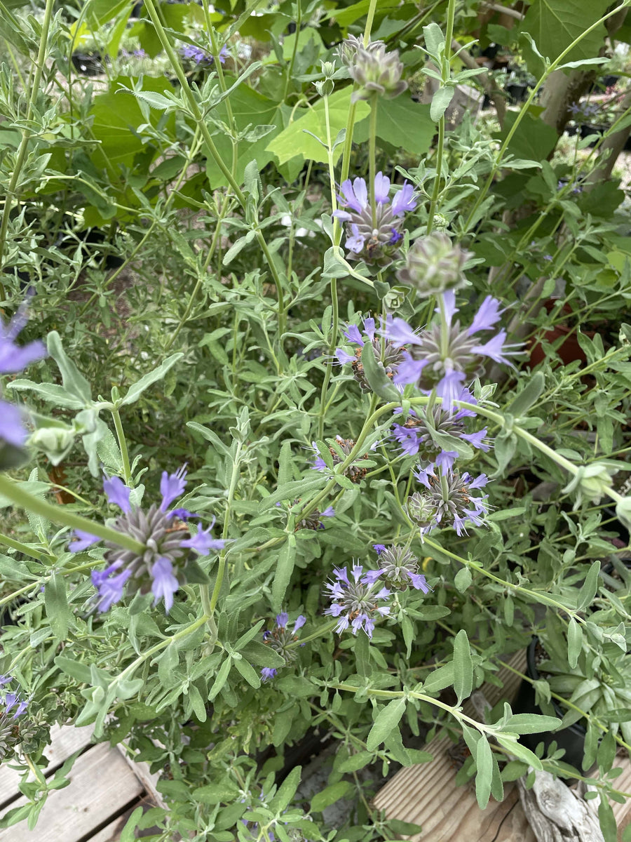 Salvia 'Allen Chickering' purple flowers and foliage